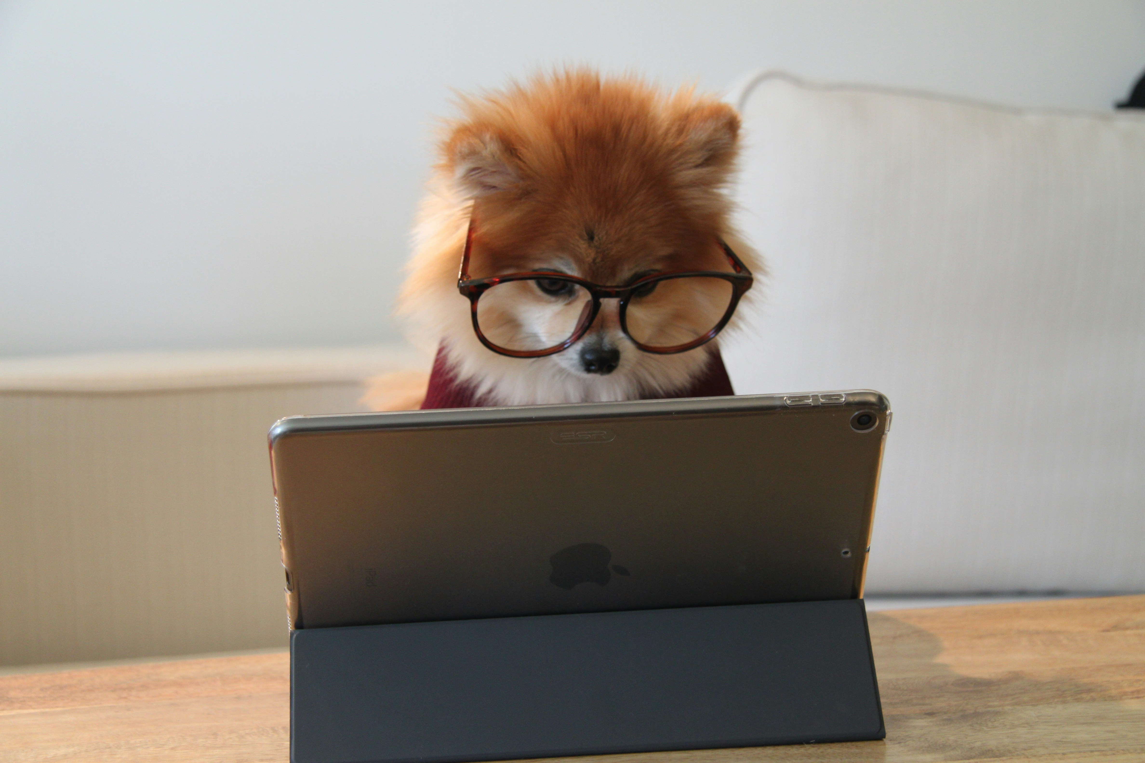 dog on iPad